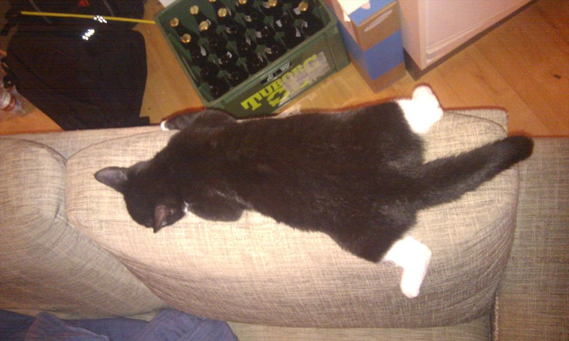 Blanding af racer Mille - Lille frøben billede 4