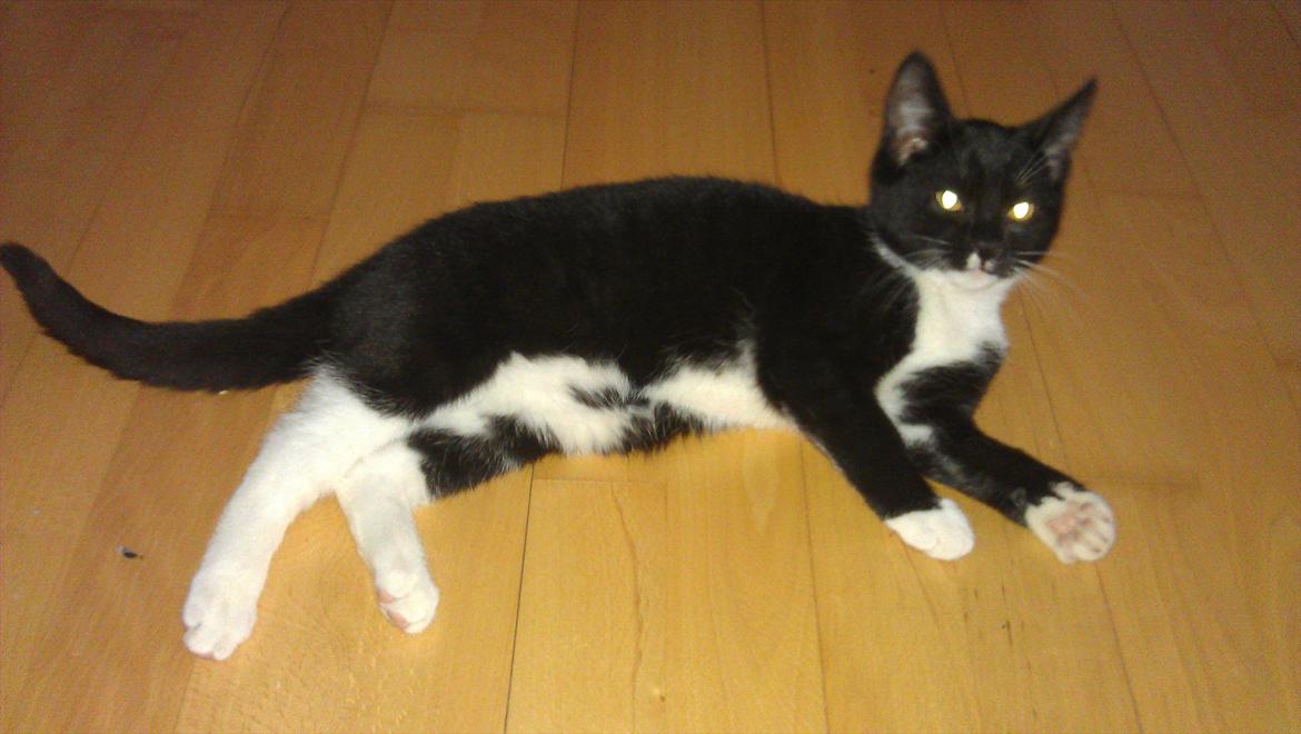 Blanding af racer Mille billede 5