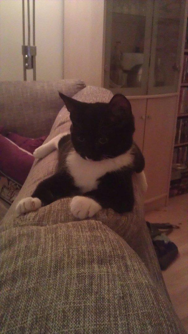 Blanding af racer Mille - Vores lille prinsesse billede 6