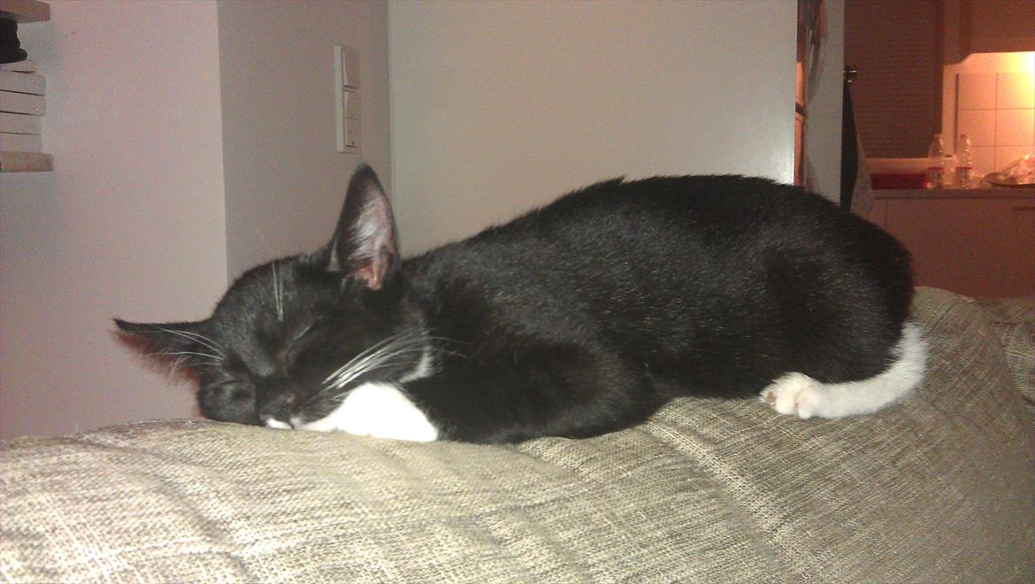 Blanding af racer Mille billede 1