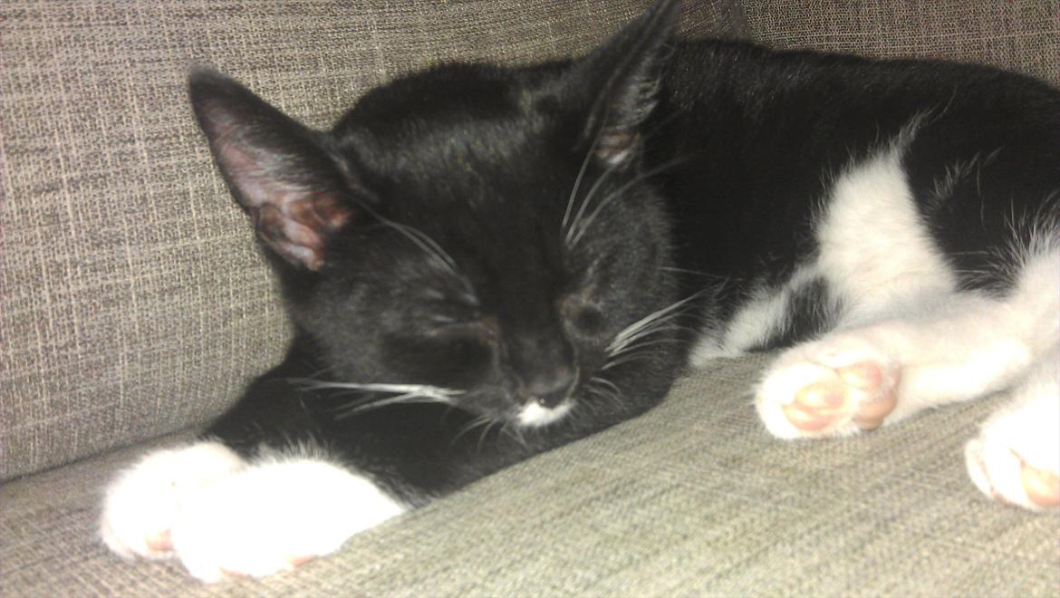 Blanding af racer Mille - vores lille smukke pige.  billede 7