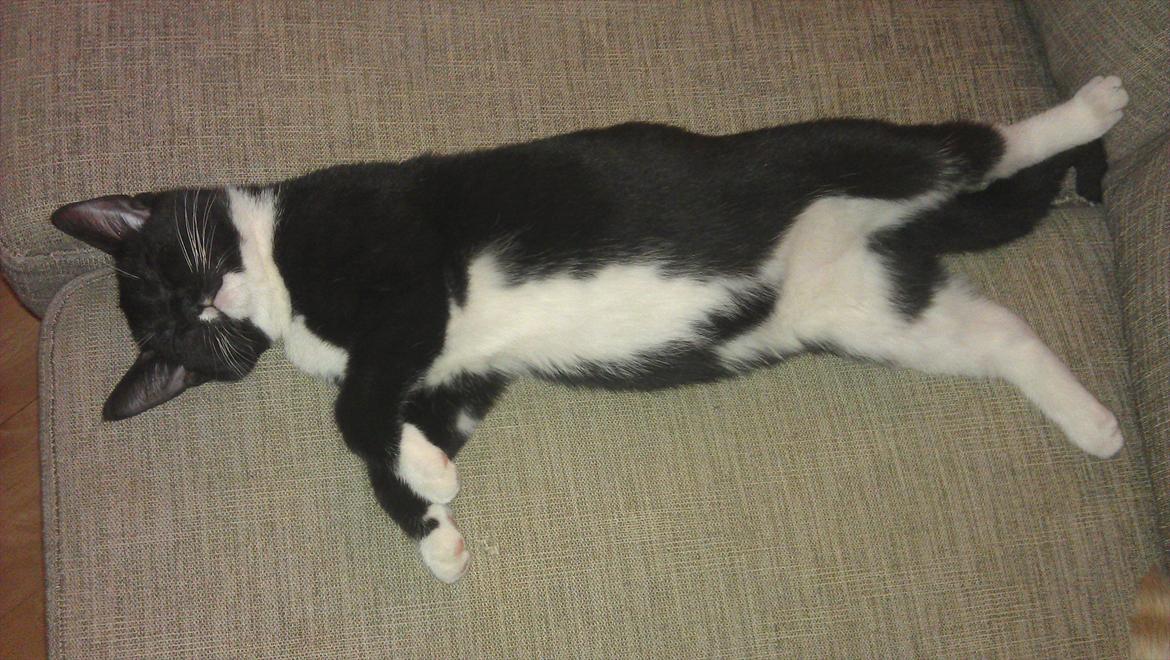 Blanding af racer Mille billede 3