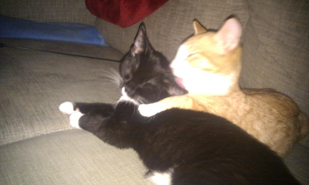 Blanding af racer Simba - Den omsorgsfulde "storebror" :-) billede 8