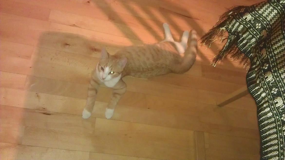 Blanding af racer Simba billede 16