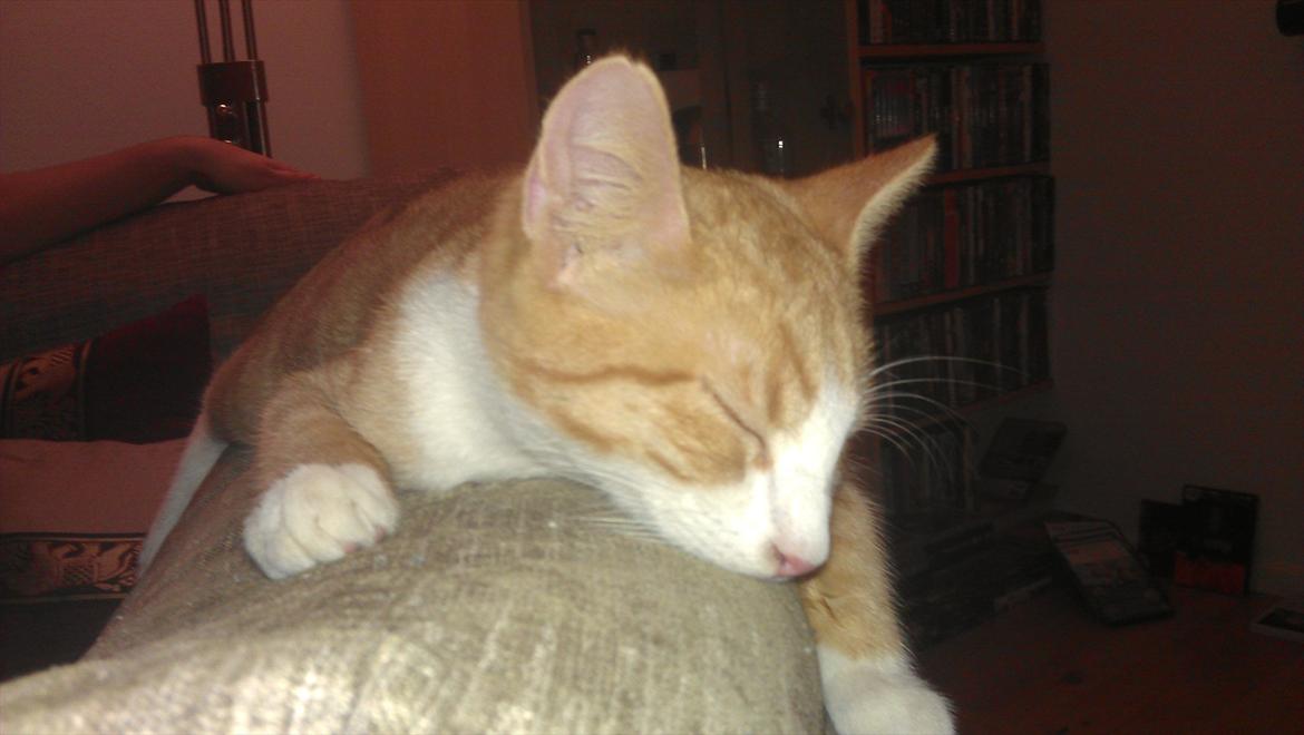 Blanding af racer Simba billede 9