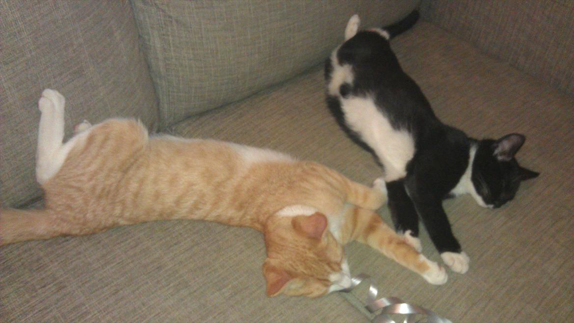 Blanding af racer Simba billede 17