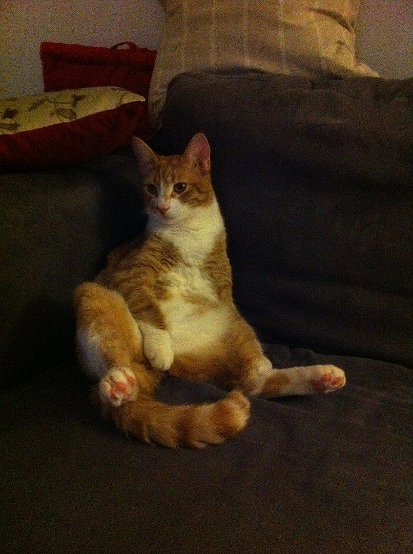 Huskat Sofus billede 8