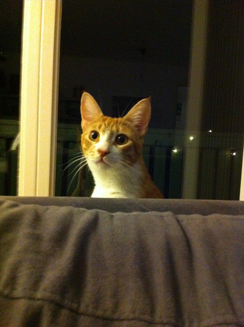 Huskat Sofus billede 9