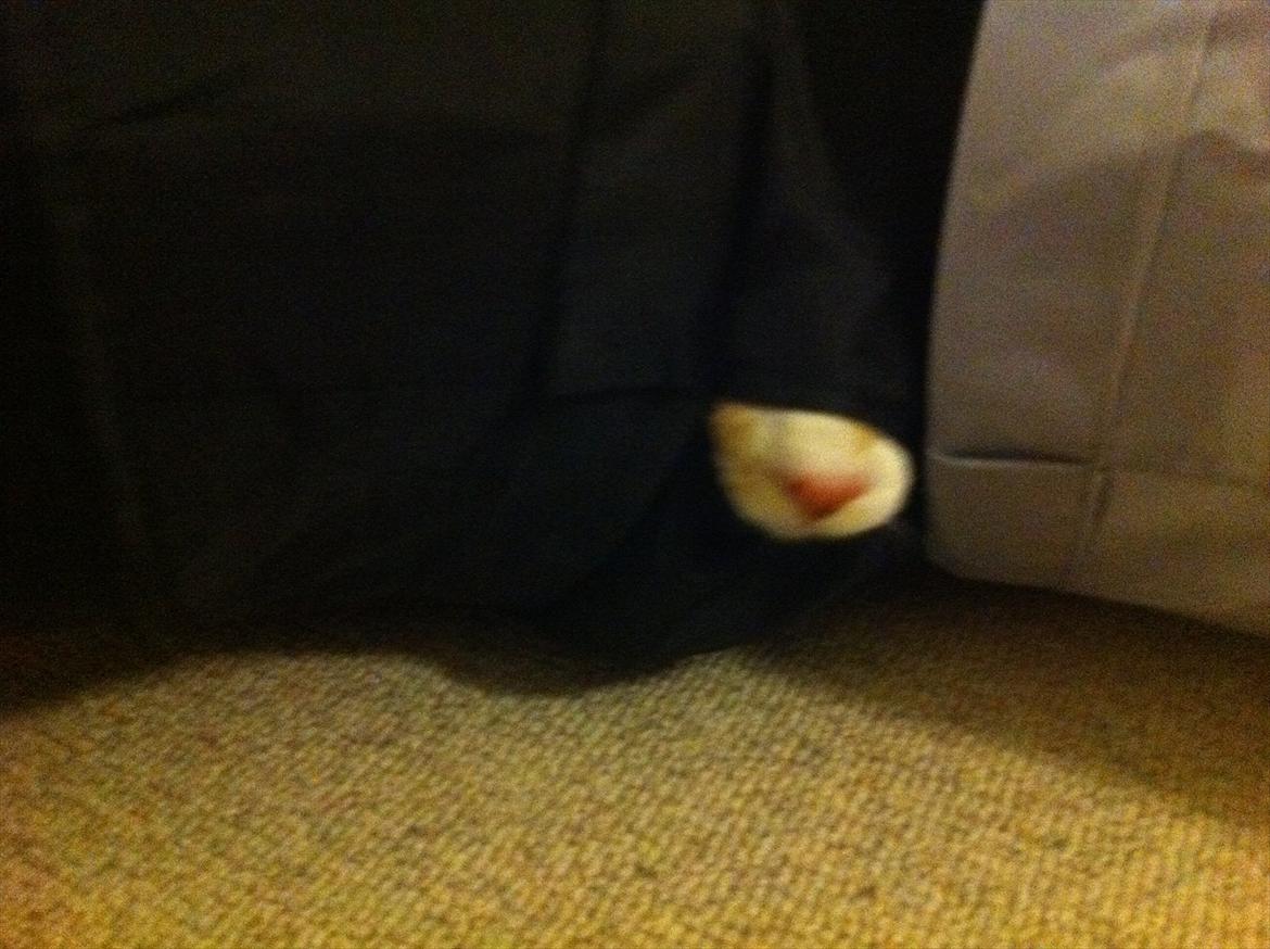 Huskat Sofus billede 10