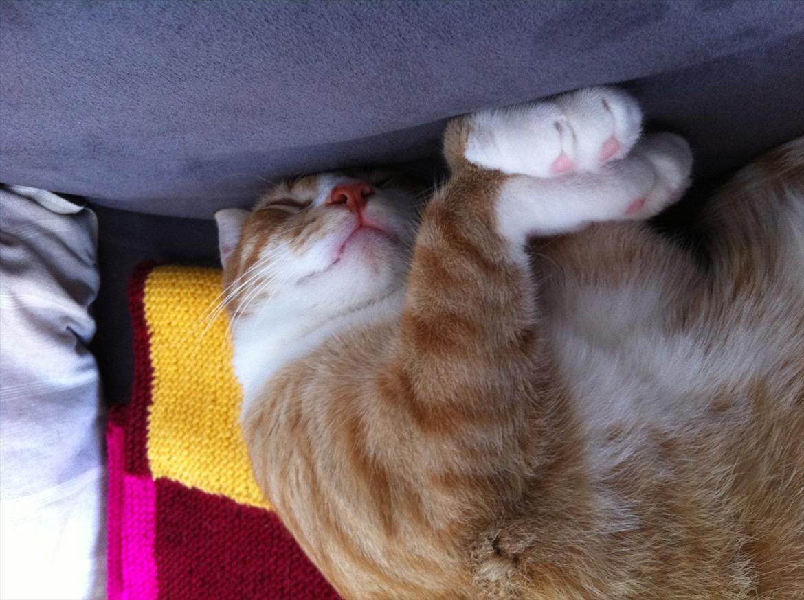 Huskat Sofus billede 11