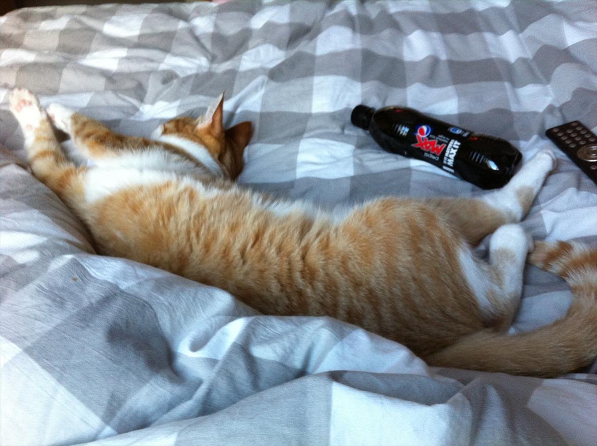 Huskat Sofus billede 12