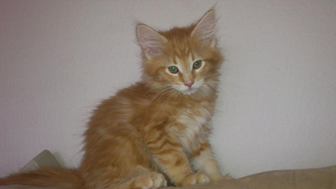 Maine Coon Shrek billede 1