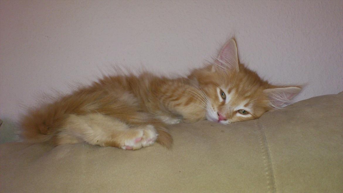 Maine Coon Shrek billede 2