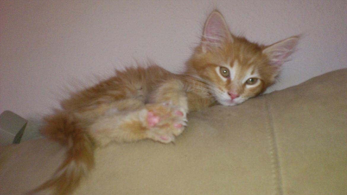 Maine Coon Shrek billede 3