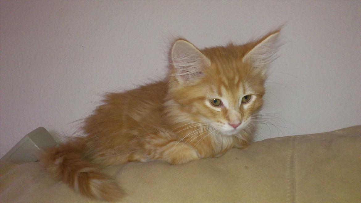 Maine Coon Shrek billede 4