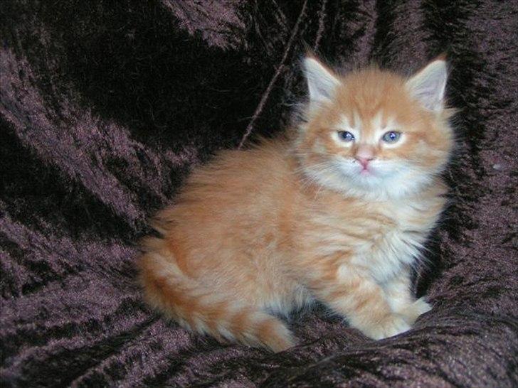 Maine Coon Shrek billede 5