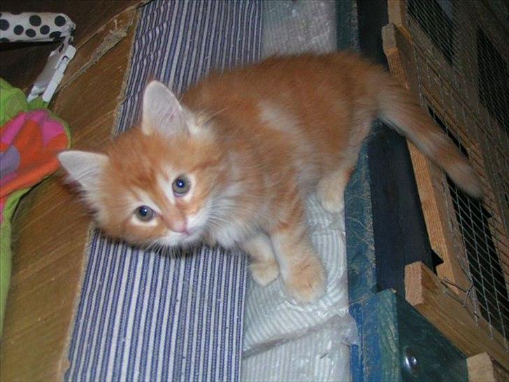 Maine Coon Shrek billede 6