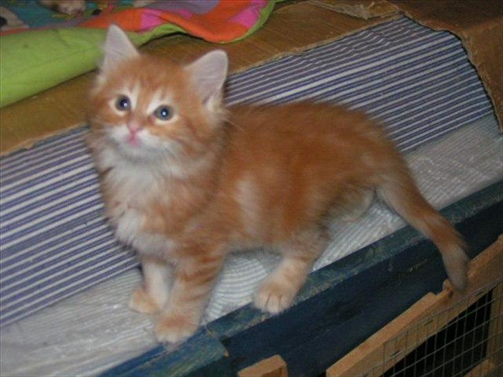 Maine Coon Shrek billede 7