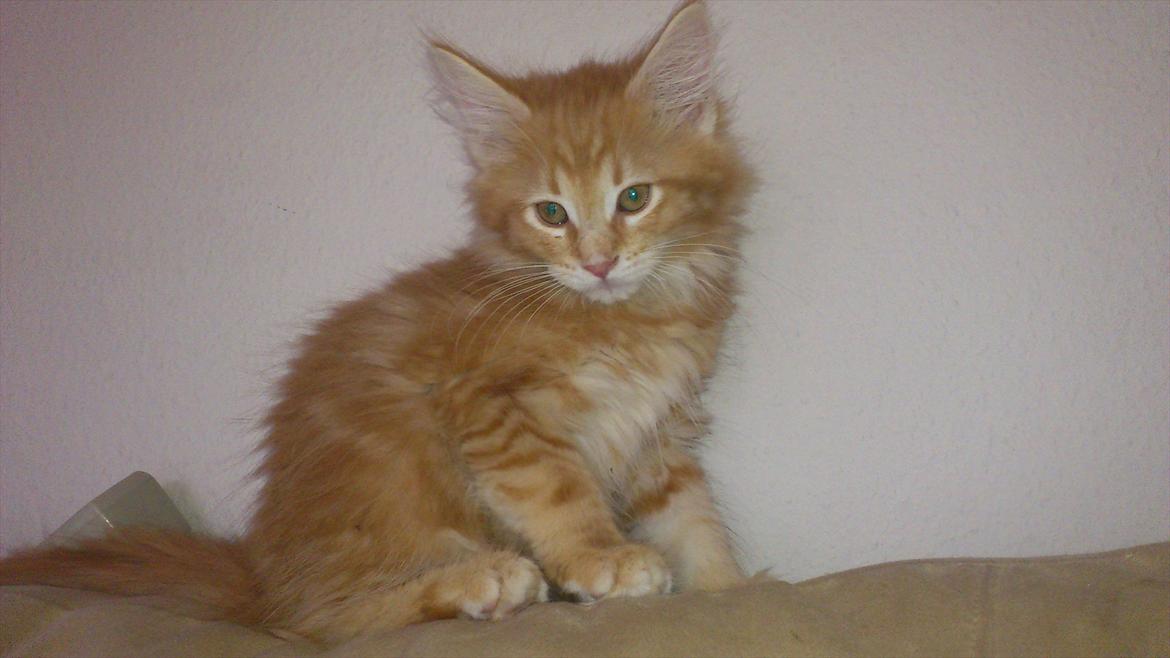 Maine Coon Shrek billede 8