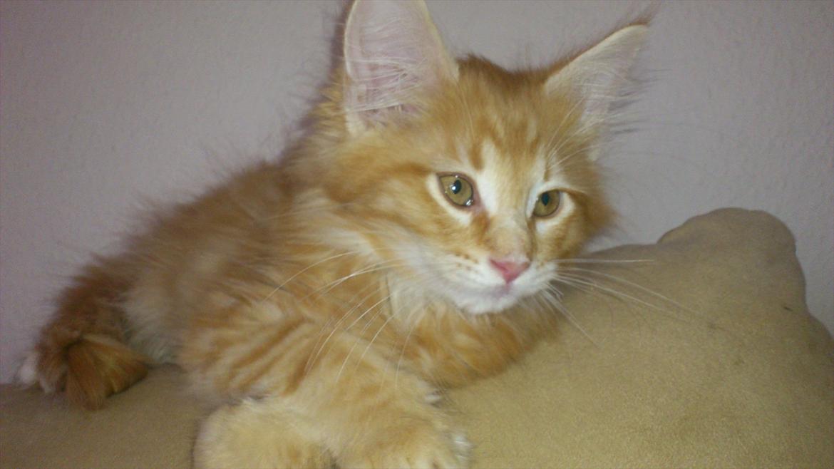 Maine Coon Shrek billede 9