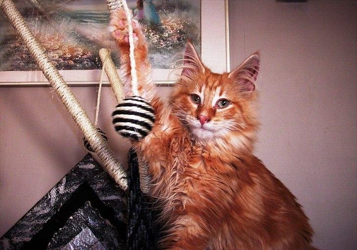 Norsk Skovkat Charlie - så smuk er han blevet <3 billede 1