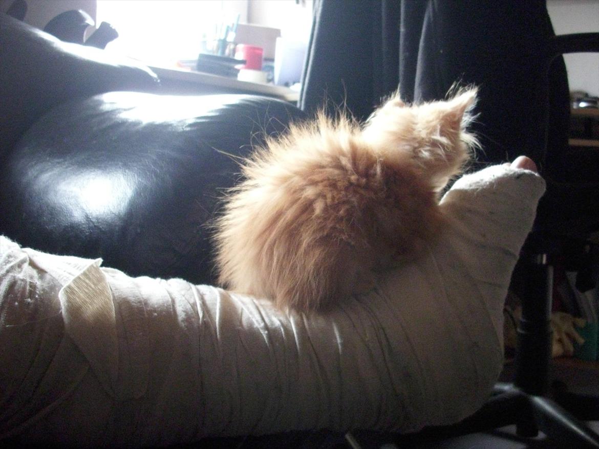 Norsk Skovkat Charlie - selv om mor har fået gips på kan jeg godt ligge ved hende billede 3