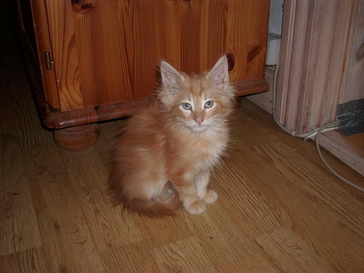 Norsk Skovkat Charlie billede 4