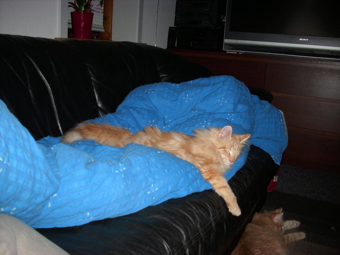 Norsk Skovkat Charlie billede 5