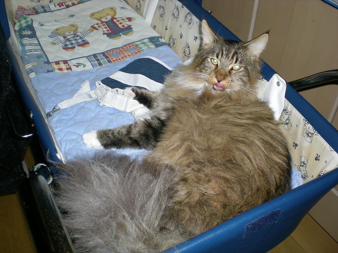 Maine Coon Dk bright terkel i knibe billede 10