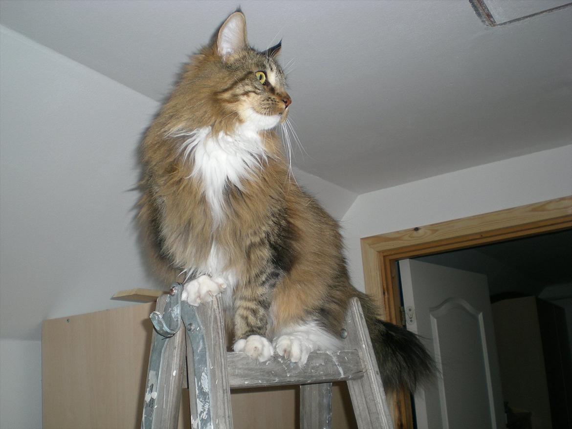 Maine Coon Dk bright terkel i knibe billede 11