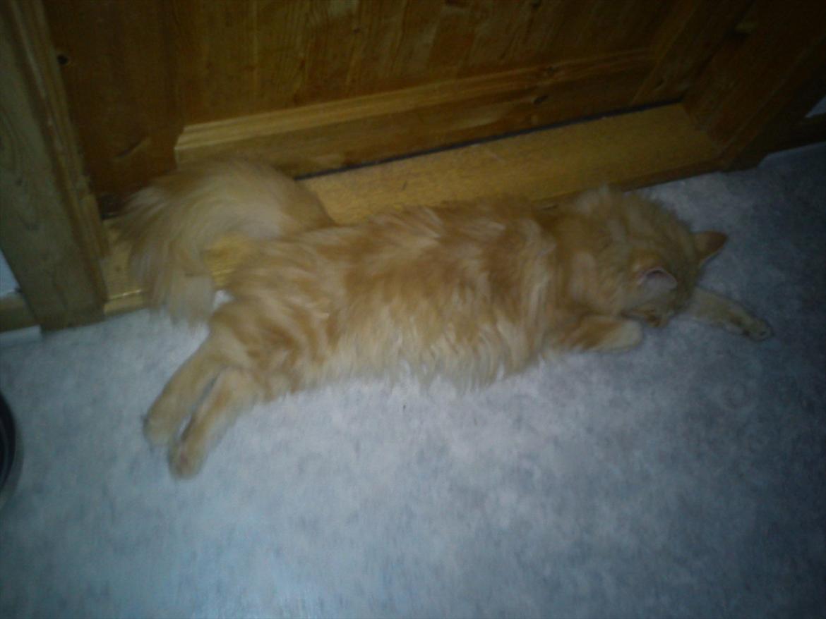 Norsk Skovkat Charlie - Mooar kom nu hjem  billede 8