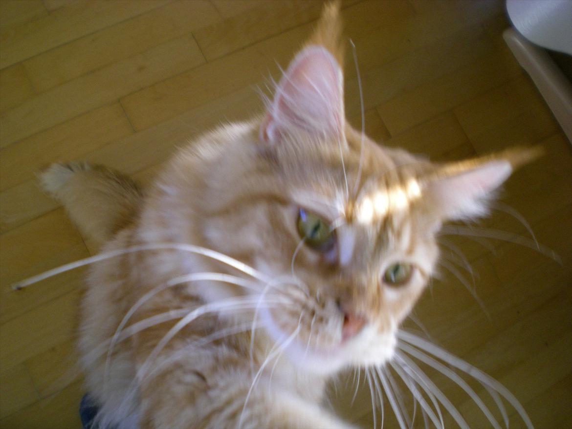 Maine Coon Red Hook (Røde) billede 1