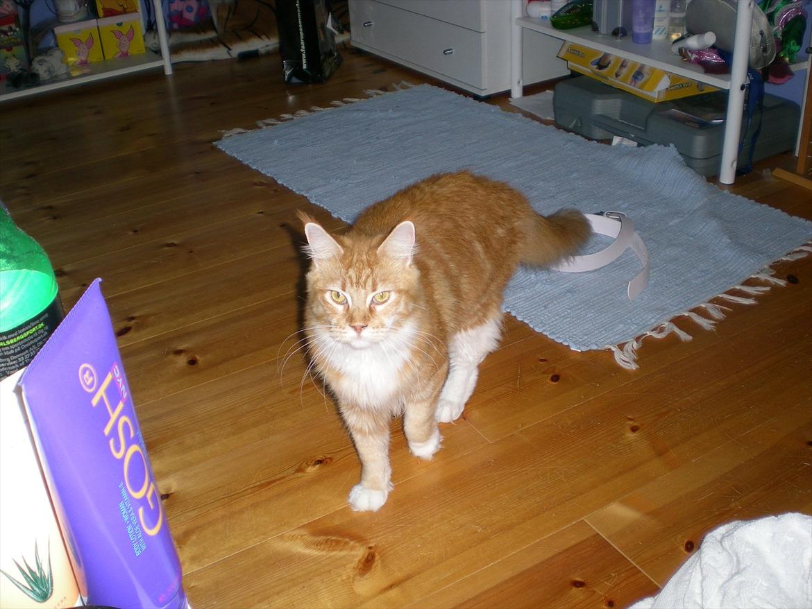 Maine Coon Red Hook (Røde) billede 2