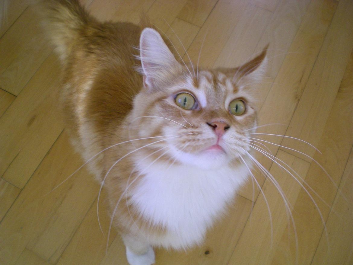 Maine Coon Red Hook (Røde) billede 3