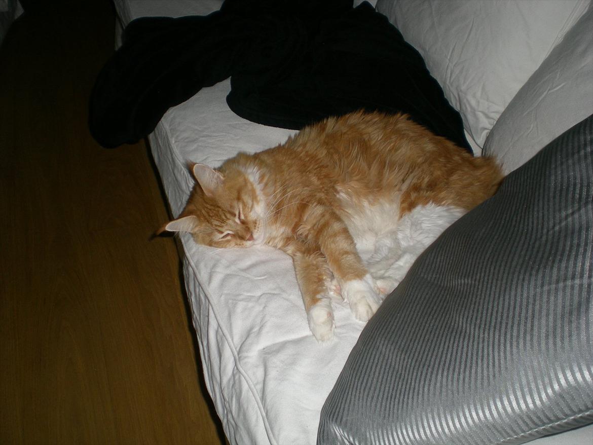 Maine Coon Red Hook (Røde) billede 4