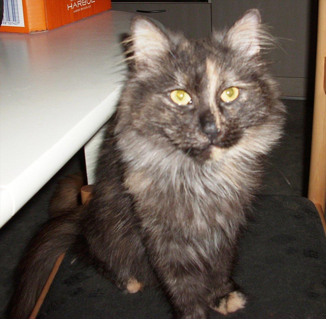 Norsk Skovkat Lisa - jeg tigger da slet ikk ved bordet  billede 1