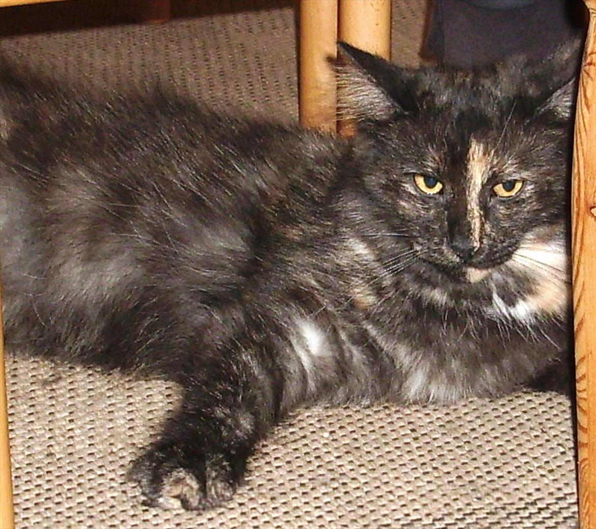 Norsk Skovkat Lisa - ja jeg ligner en væltet .... meen det er jeg også  billede 2