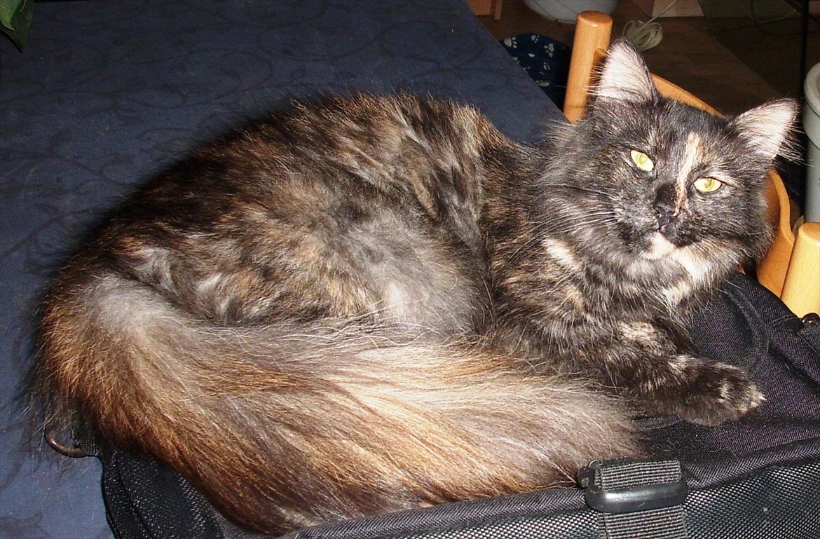 Norsk Skovkat Lisa billede 3