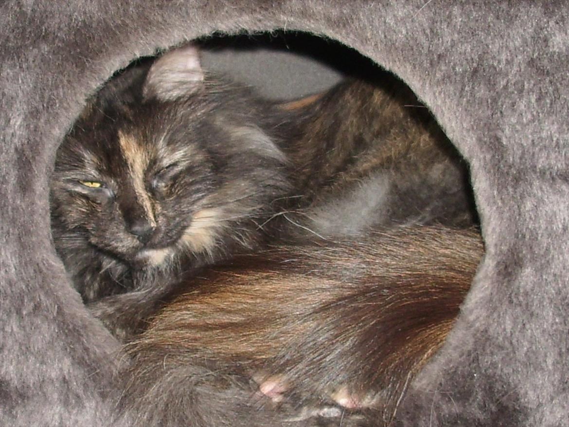 Norsk Skovkat Lisa - Ejj fandt i mig her også  billede 4