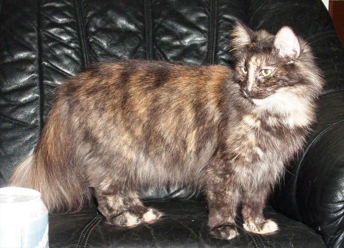 Norsk Skovkat Lisa - ja jeg er stor og flot billede 5