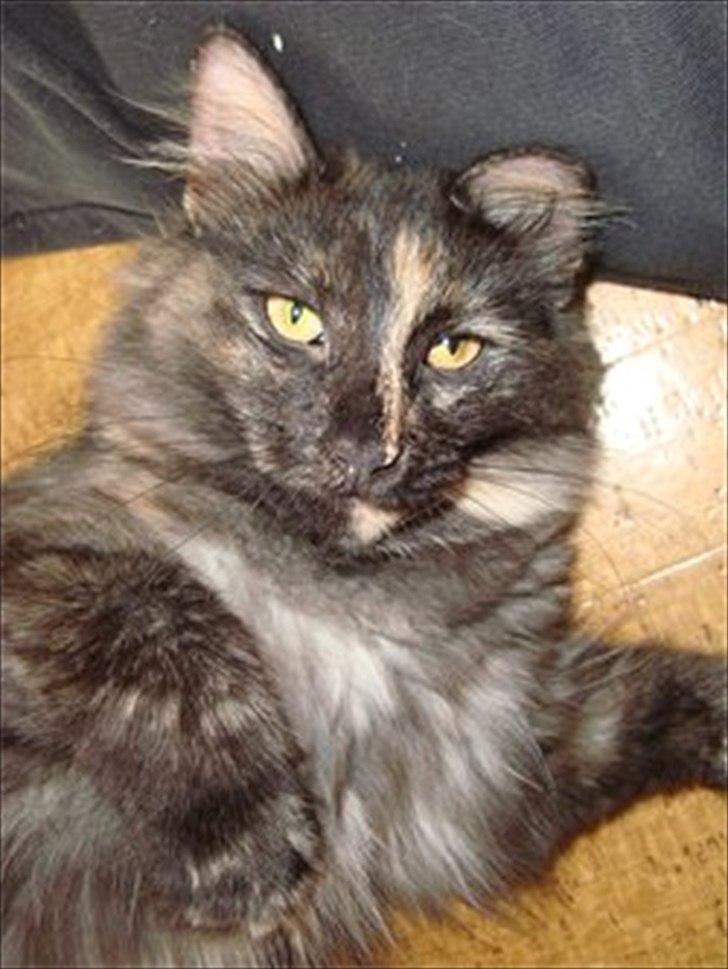 Norsk Skovkat Lisa billede 6