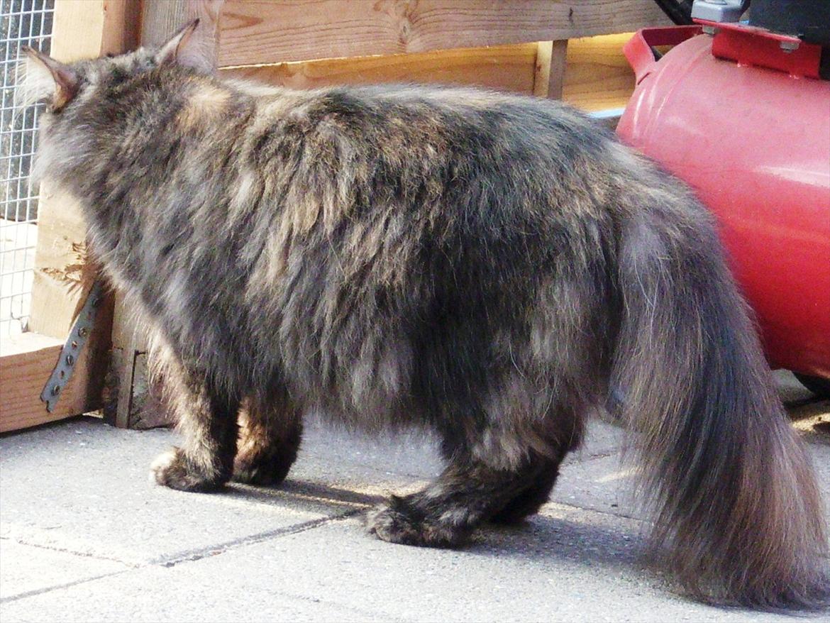 Norsk Skovkat Lisa - så stor var jeg sidst jeg bar killinger.. billede 7