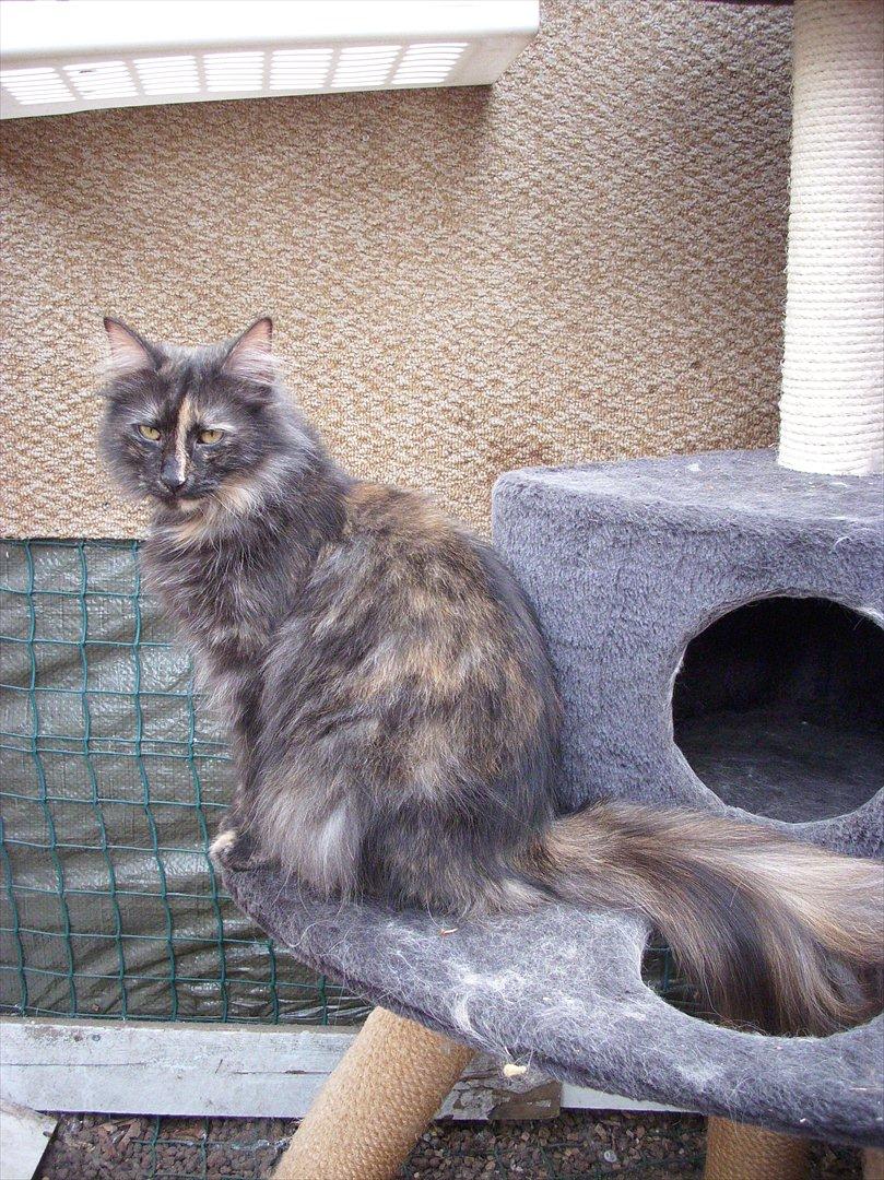 Norsk Skovkat Lisa billede 8