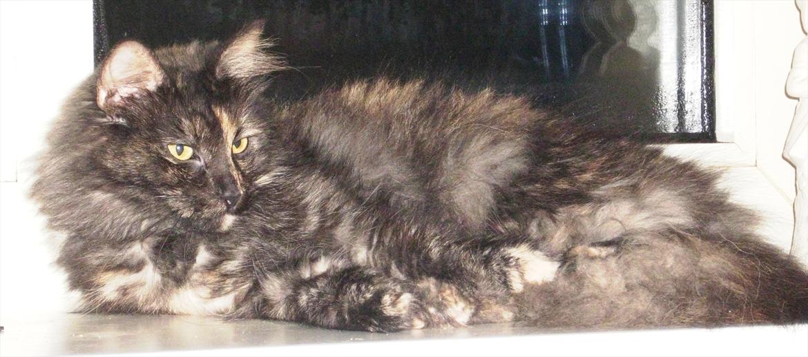 Norsk Skovkat Lisa billede 9