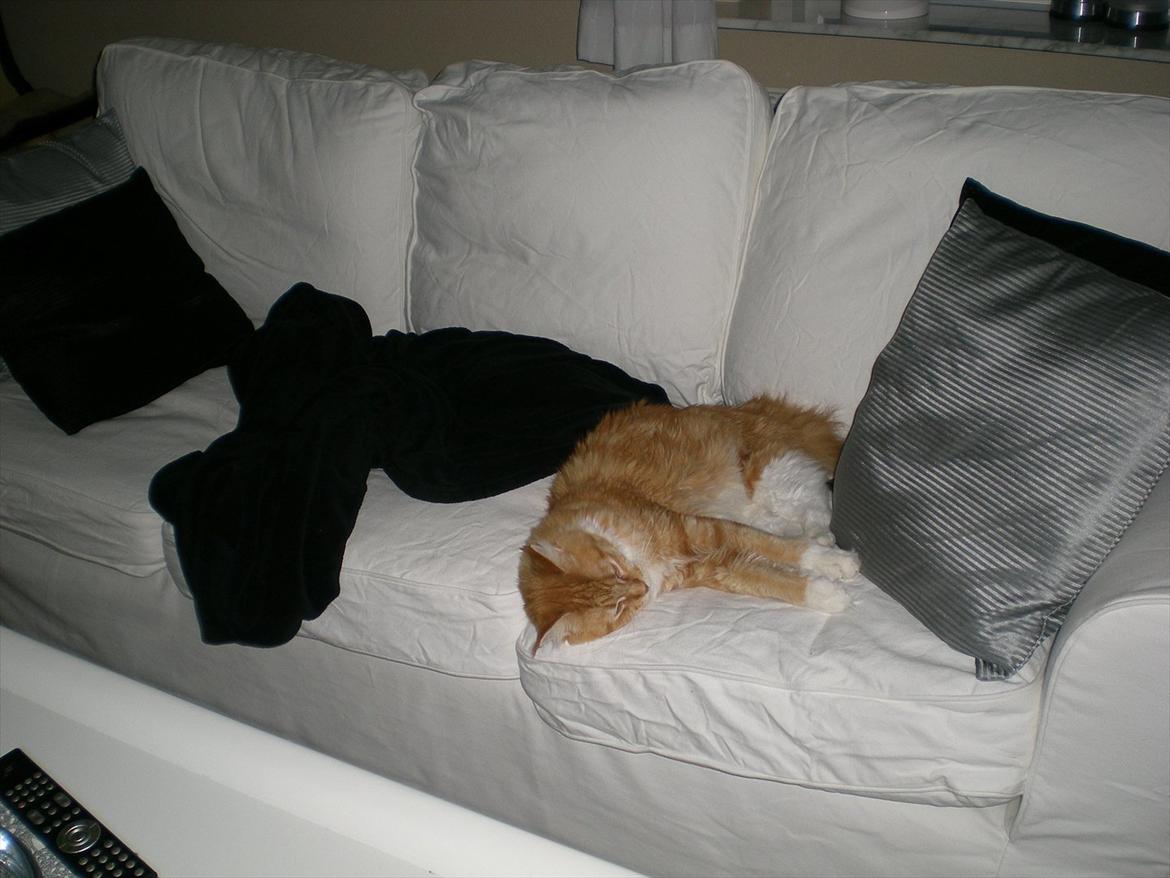 Maine Coon Red Hook (Røde) billede 5