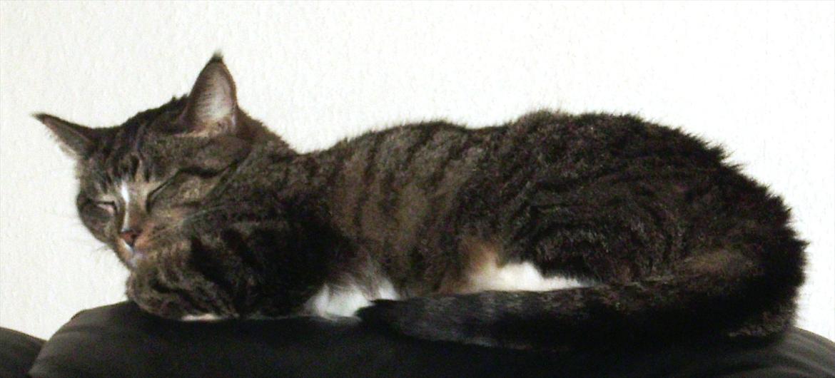 Huskat Fifi billede 1