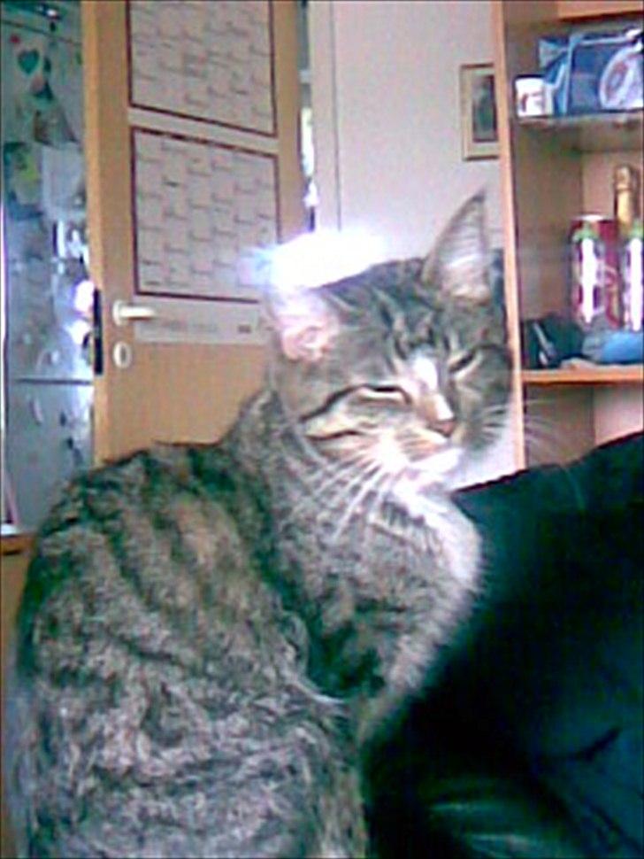 Huskat Fifi billede 2