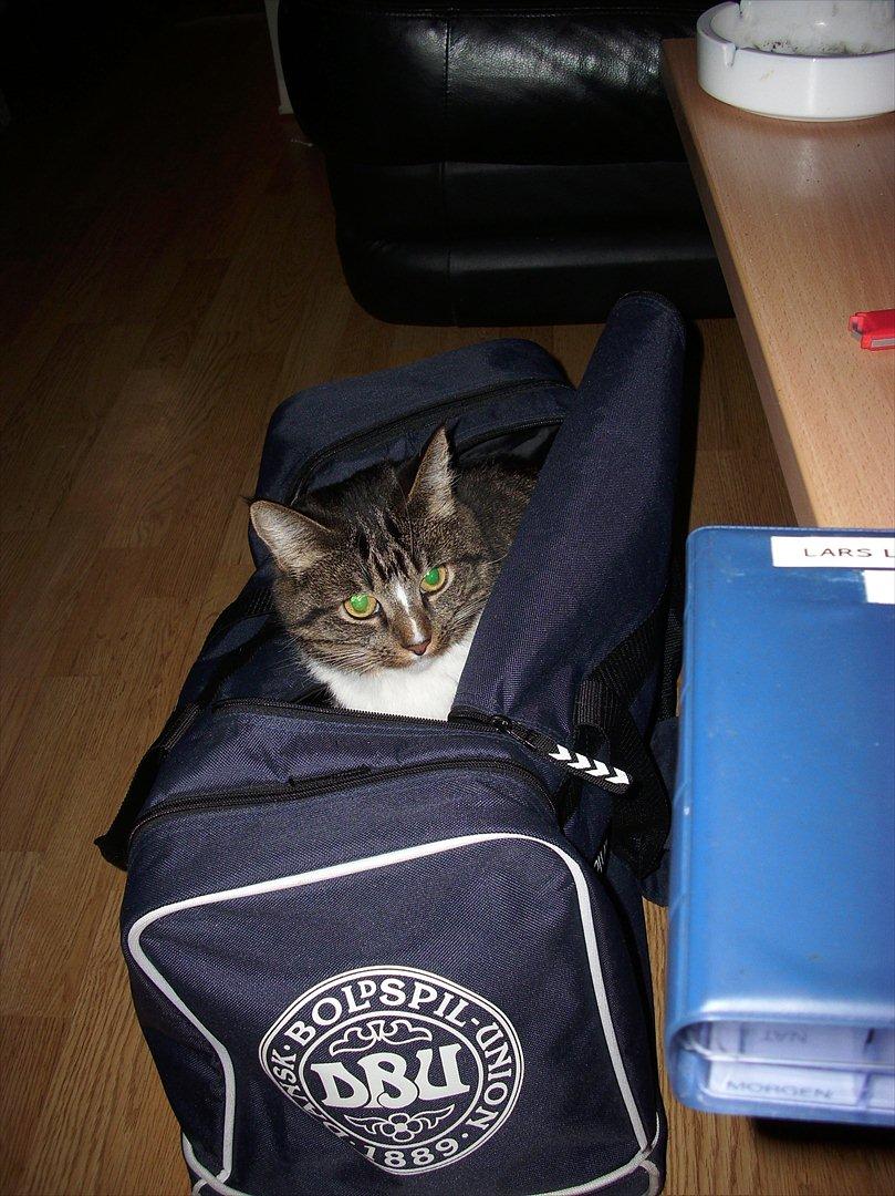 Huskat Fifi billede 3