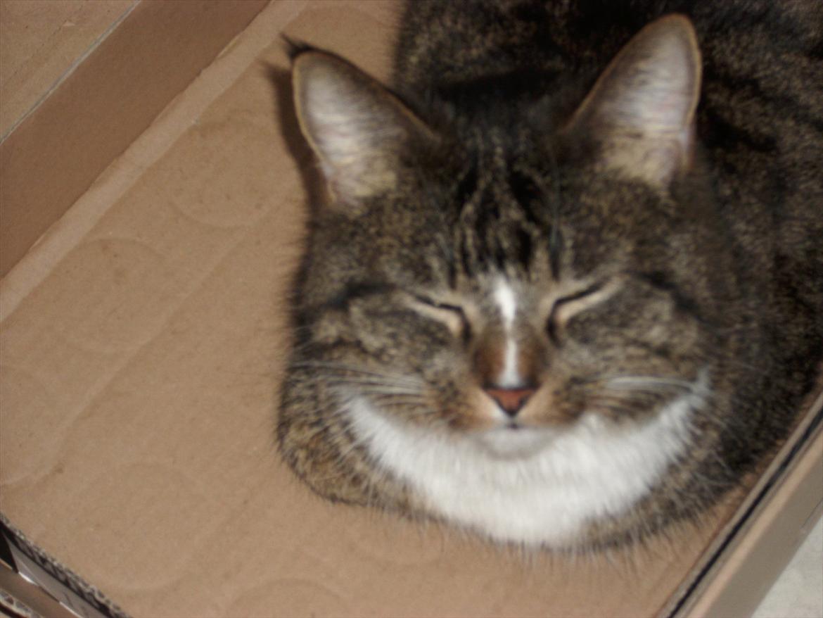 Huskat Fifi billede 4