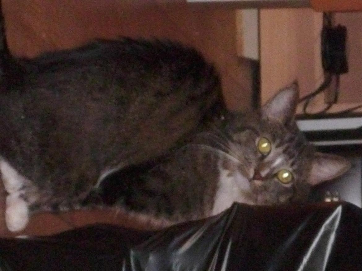 Huskat Fifi billede 5